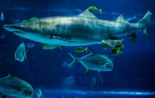 Tropicarium – Tropical Zoo: 15% off with Official Budapest Cards